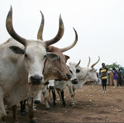 Livestock Farming